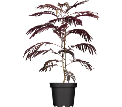 Albizia julibrissin 'Chocolate Fountain' Albizia julibrissin 'Chocolate Fountain'