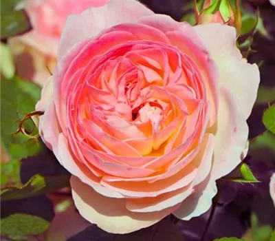 Rosa 'Pastella' -R- BT Rosa 'Pastella' -R- BT