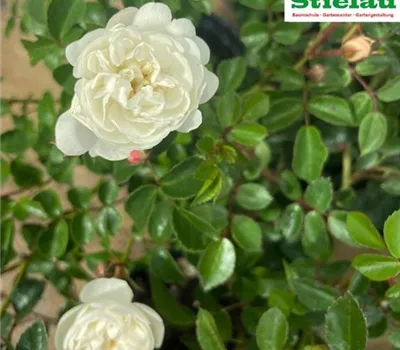 Rosa 'Snow Garden' -R- BDR