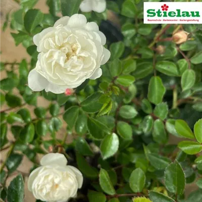 Rosa 'Snow Garden' -R- BDR