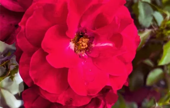 Rosa 'Rotilia' -R- BT