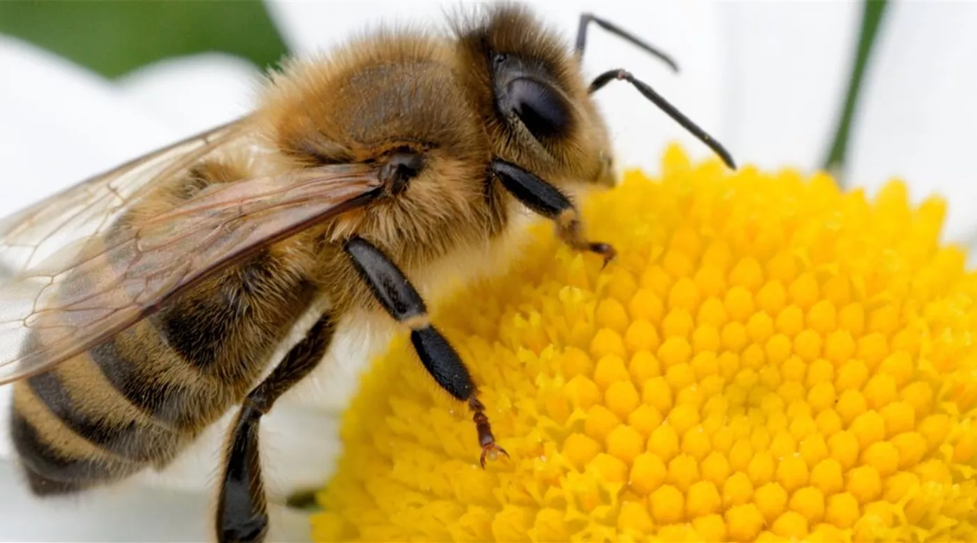 Stielau_Website_Slider_bienenfreundlich.jpg