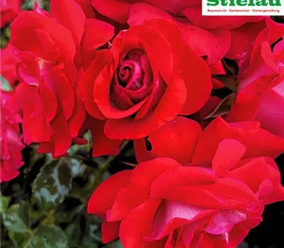 Rosa 'Corazon' -R- Rosa 'Corazon' -R-