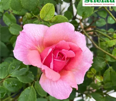 Rosa 'Princess Alexandra of Kent'® Rosa 'Princess Alexandra of Kent'®