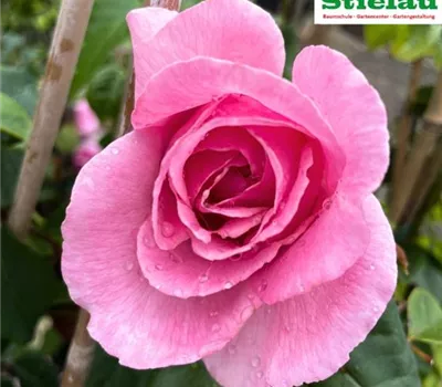Rosa 'Kiss Me Kate' -R- KL