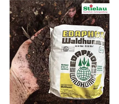 Waldhumus F EDAPHON