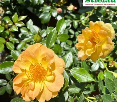 Rosa 'Bienenweide' -R- Gelb BT Rosa 'Bienenweide' -R- Gelb BT