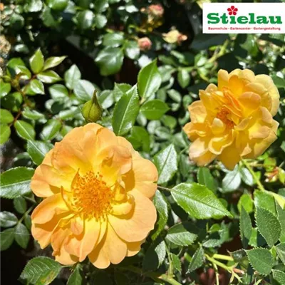 Rosa 'Bienenweide' -R- Gelb BT
