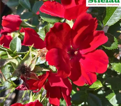 Rosa 'Bienenweide'-R- Rot BT Rosa 'Bienenweide'-R- Rot BT