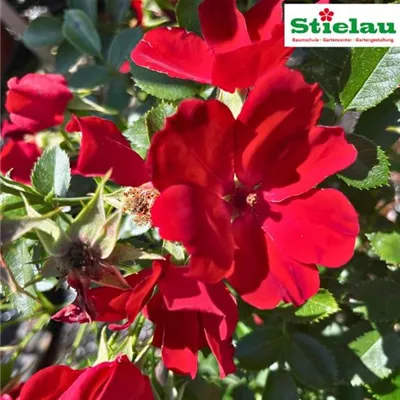 Rosa 'Bienenweide'-R- Rot BT