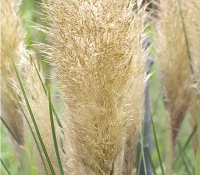 Cortaderia selloana 'Tiny Pampa' -R-
