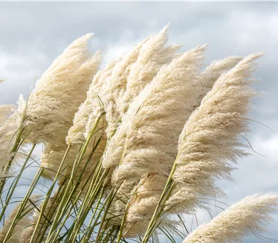 Cortaderia selloana 'Sunningdale Silver'