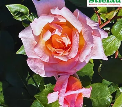 Rosa 'Compassion' -R- KL Rosa 'Compassion' -R- KL