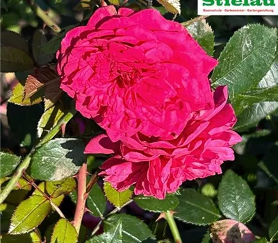 Rosa 'Laguna' -R- KL