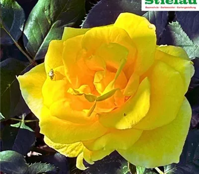 Rosa 'Aperitif'® Rosa 'Aperitif'®