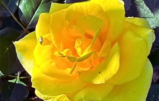 Rosa 'Aperitif' -R- TH
