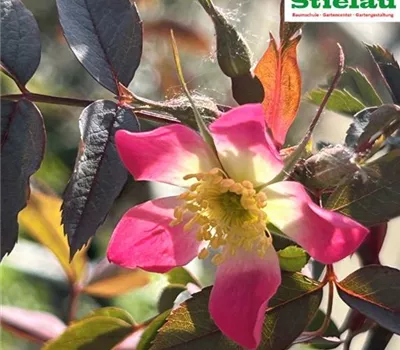 Rosa glauca