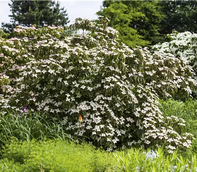 Cornus kousa 'Cappuccino' Cornus kousa 'Cappuccino'