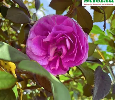 Rosa 'Saphir' STR Rosa 'Saphir' STR