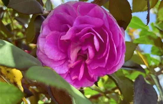Rosa 'Saphir' STR
