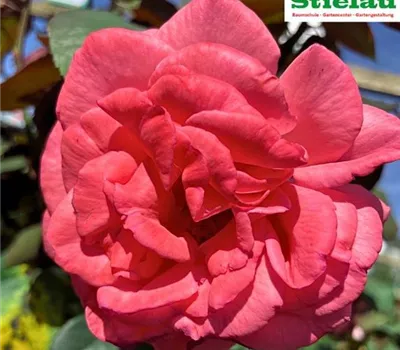 Rosa 'Flacon' Rosa 'Flacon'