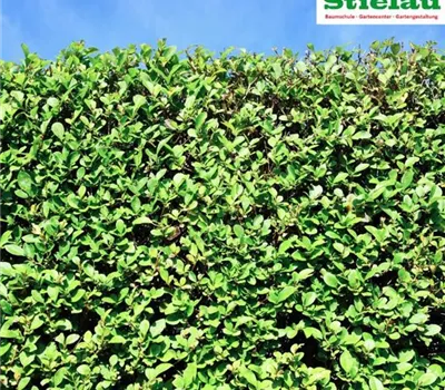 Ligustrum vulgare 'Atrovirens'