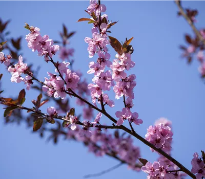 Prunus amy.'Dürkheim.Krachmandel' CAC