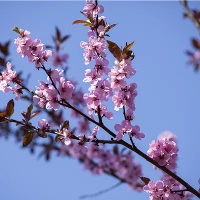 Prunus amy.'Dürkheim.Krachmandel' CAC
