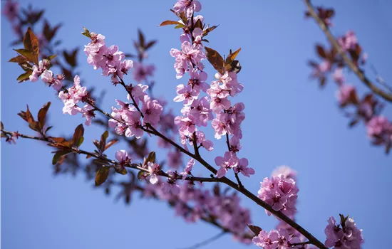 Prunus amy.'Dürkheim.Krachmandel' CAC