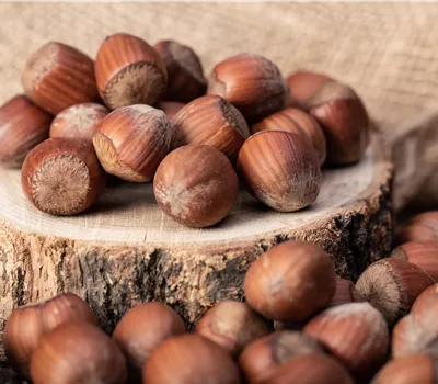 Corylus av.'Halle'sche Riesennuss' CAC Corylus av.'Halle'sche Riesennuss' CAC