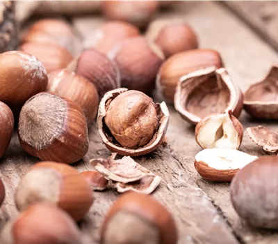 Corylus av.'Rotblättrige Zellernuss' Corylus av.'Rotblättrige Zellernuss'