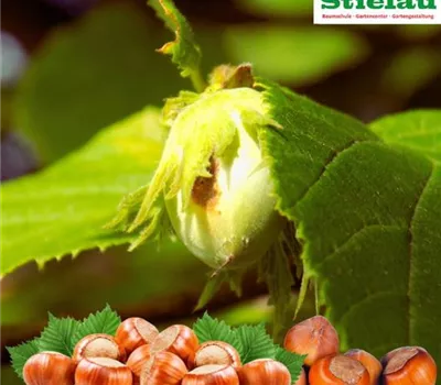 Corylus av.'Webbs Preisnuss' CAC Corylus av.'Webbs Preisnuss' CAC