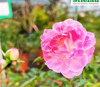 Rosa 'Pinocchio' Rosa 'Pinocchio'