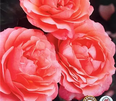 Rosa 'Coral Lions-Rose'-R- BT Rosa 'Coral Lions-Rose'-R- BT