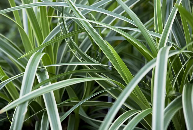 Carex morrowii ssp. foliosissima 'Icedance'