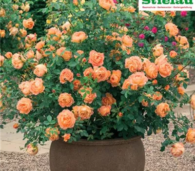 Rosa 'Lady of Shalott'