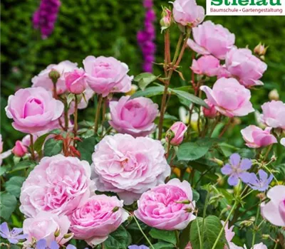 Rosa 'Olivia Rose Austin' Rosa 'Olivia Rose Austin'