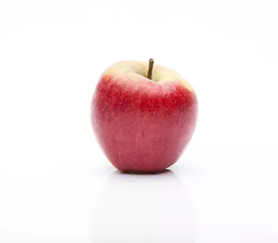 Malus 'Rondo' -S- CAC