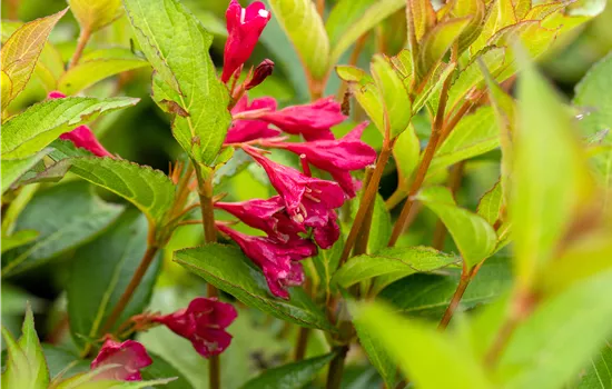Weigela 'Bristol Ruby'