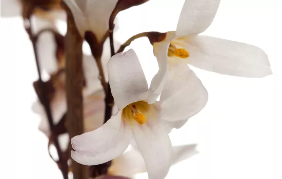 Abeliophyllum distichum