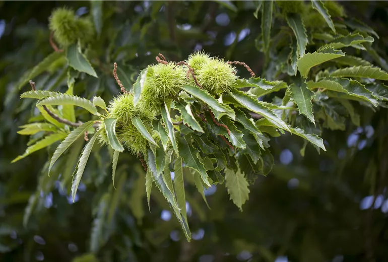 Castanea sativa