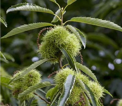 Castanea sativa 'Doree de Lyon' CAC