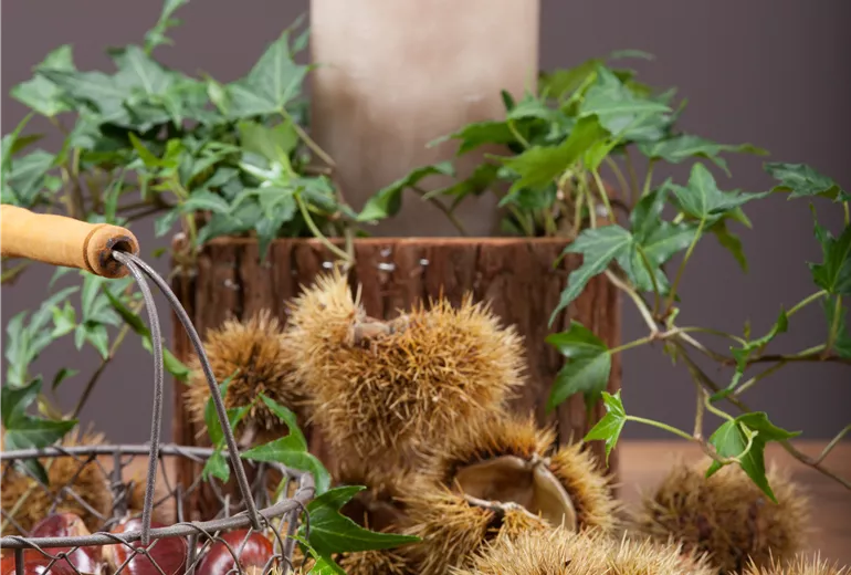 Castanea sativa