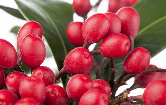 Skimmia japonica 'Pabella'