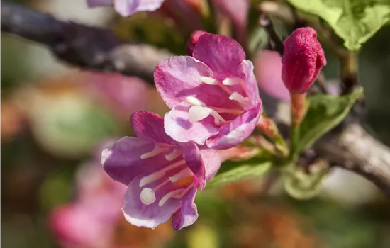 Weigela 'Styriaca'