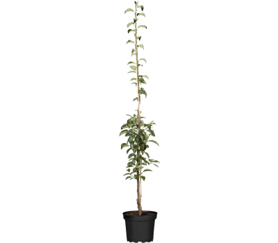 Pyrus com.'Condo' CAC Pyrus com.'Condo' CAC