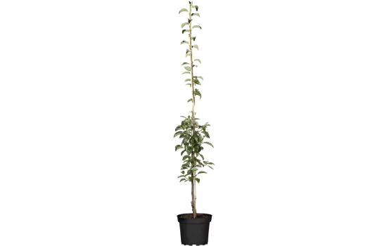 Pyrus com.'Condo' CAC