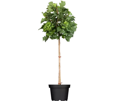 Ginkgo biloba 'Mariken'