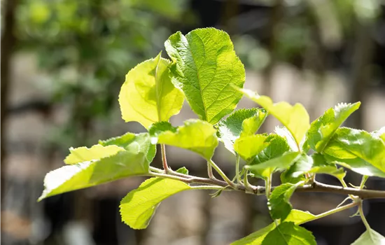 Malus 'Roter Boskoop' CAC