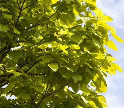 Catalpa bignonioides 'Aurea' Catalpa bignonioides 'Aurea'